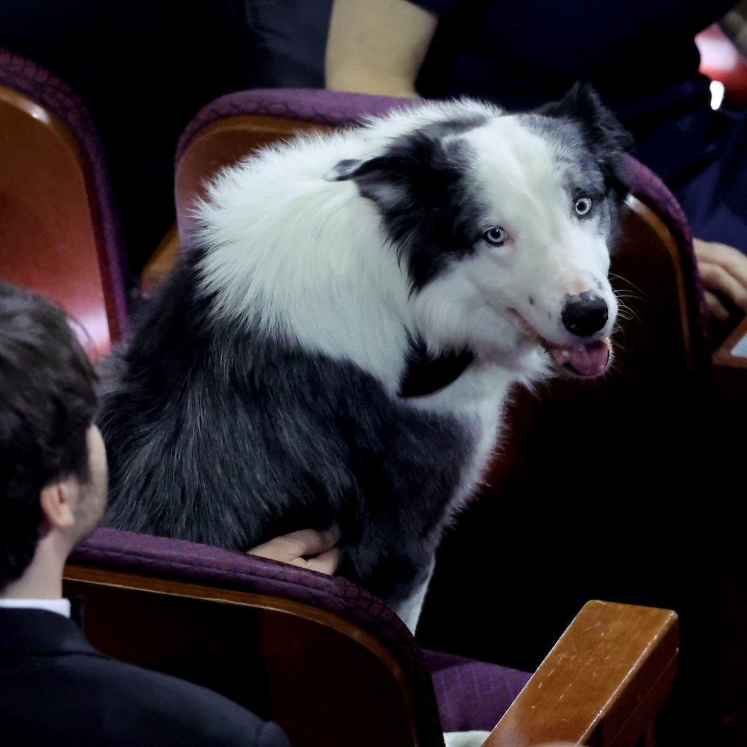 Anatomy of a Fall Dog Messi Pees On Matt Damon’s Star at Oscars